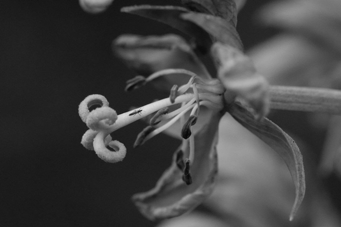 Insect on stamen