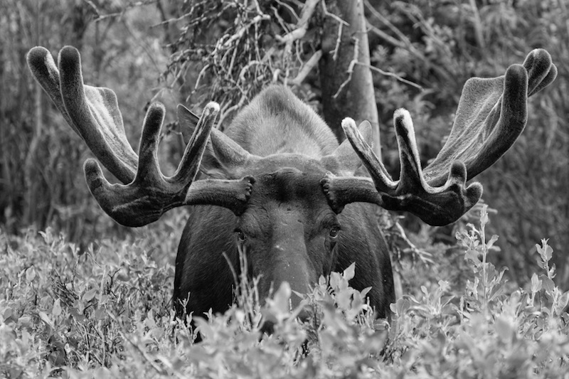 moose black and white hiding