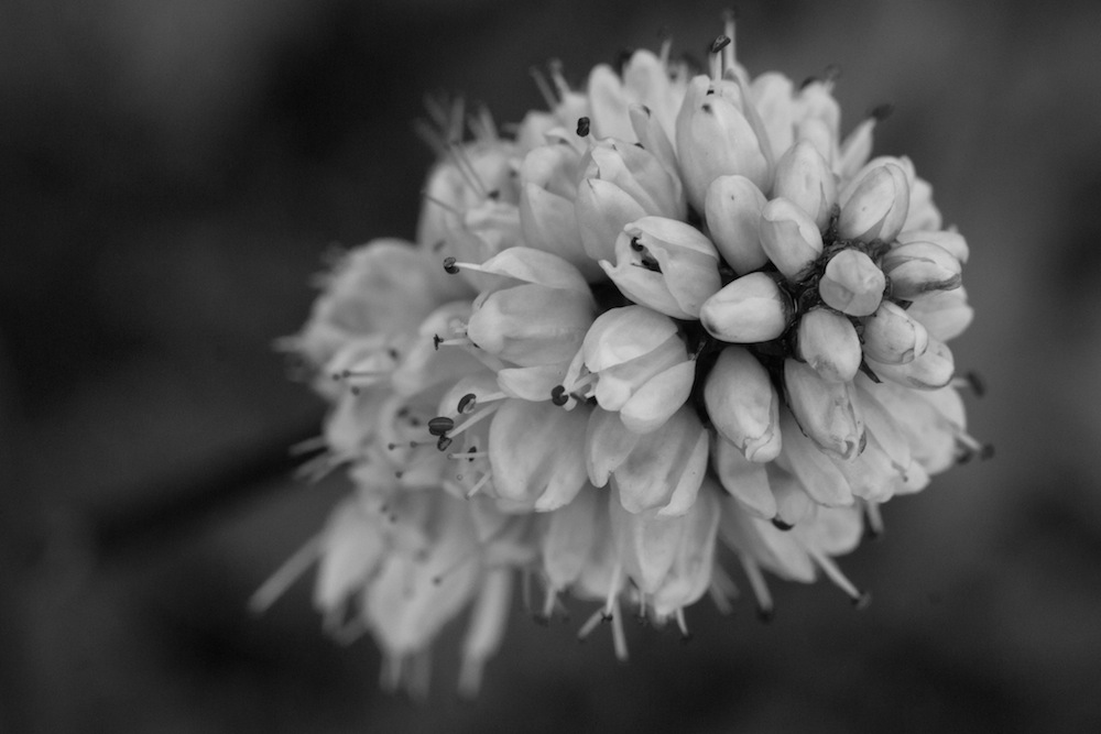 Pink Plume Alaska Black and White