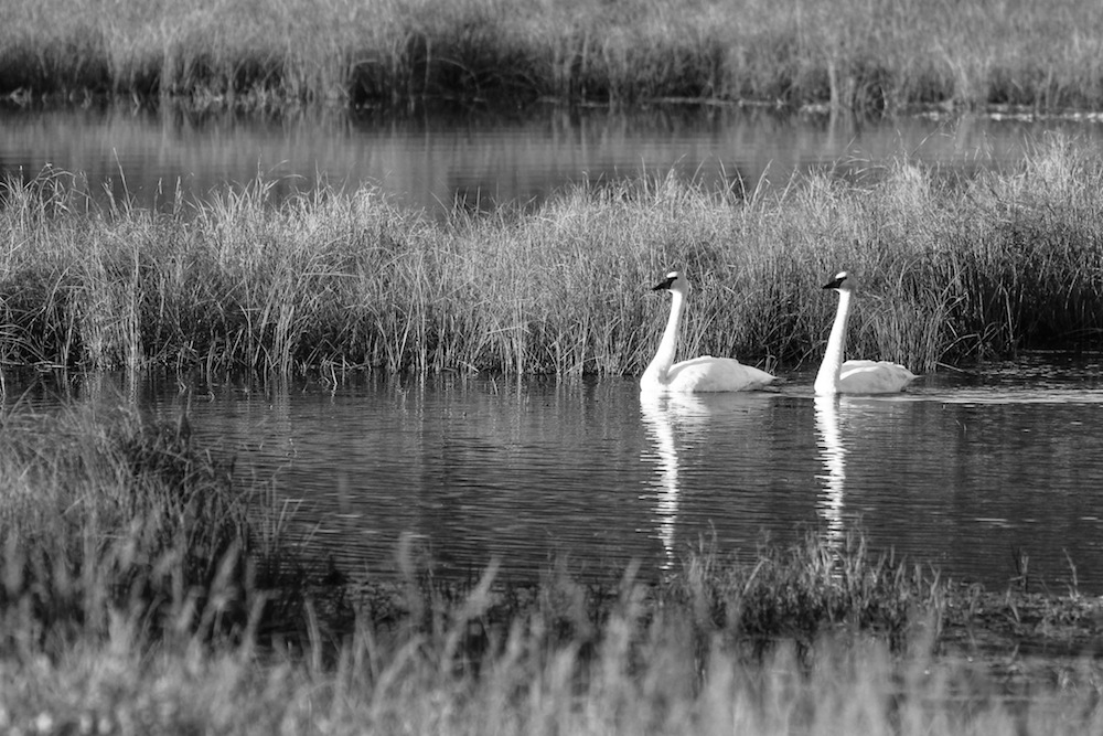 Denali Highway marshland