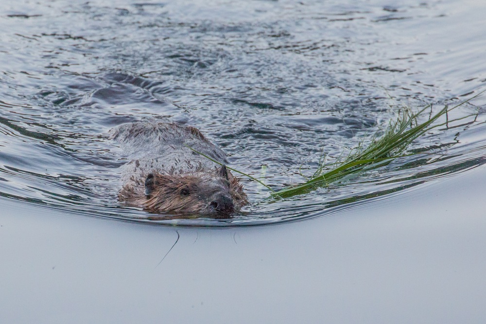 Beaver with grass