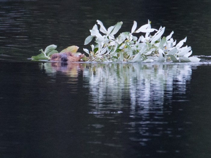 beaver with branch