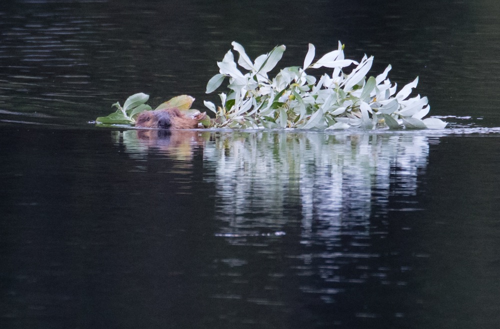 beaver with branch