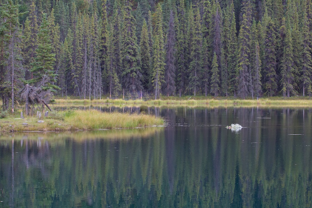 Beaver Horseshoe Lake with branch