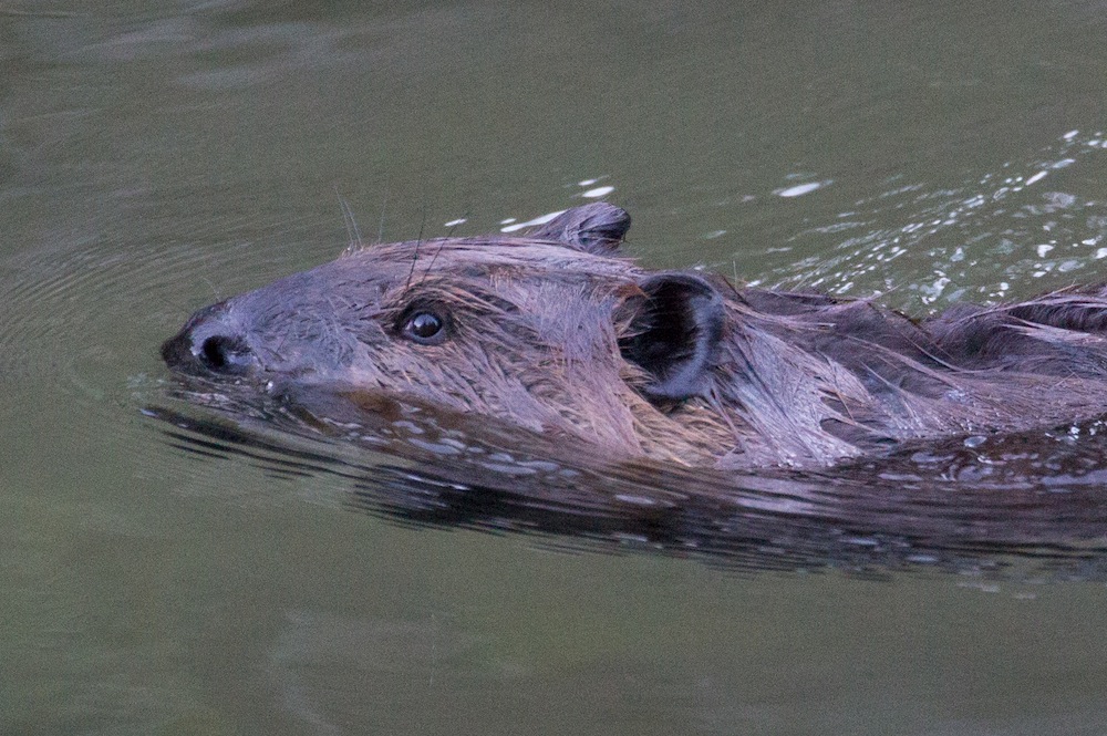A beaver glides across Horseshoe Lake in Denali National Park.