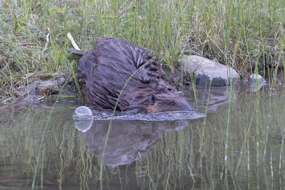 A beaver enters a creek
