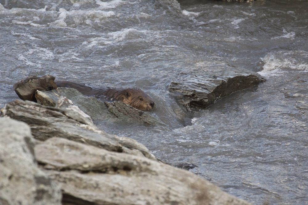 frolicking beaver