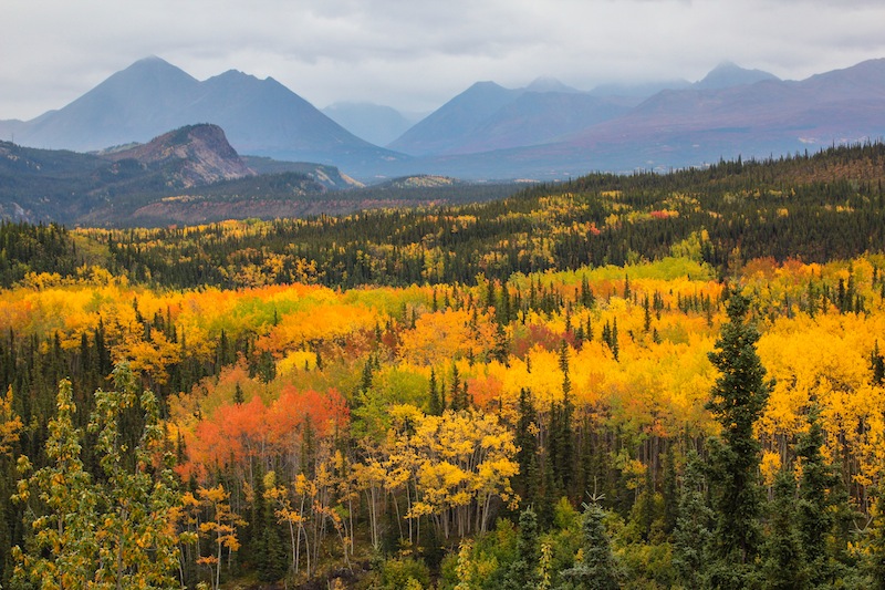Yanert Valley in the fall.