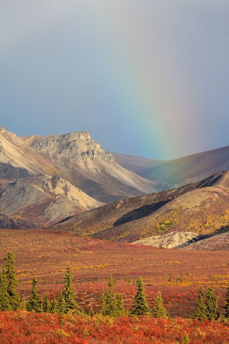 Denali Tundra in the fall, with rainbow