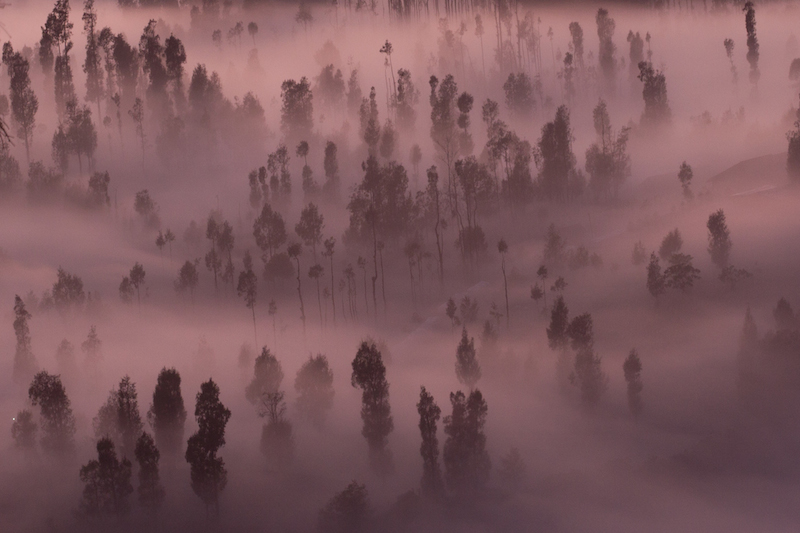Bromo fog in trees