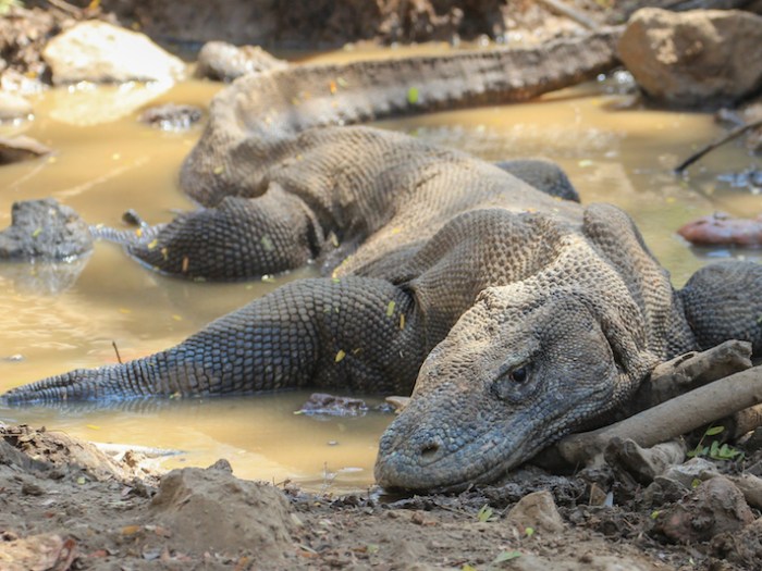 Komodo Dragon on Rinca Island