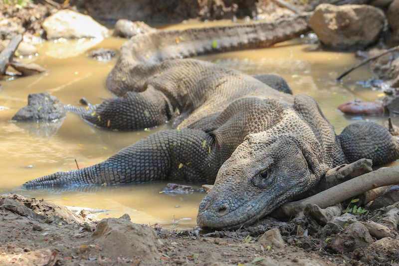 Komodo Dragon on Rinca Island