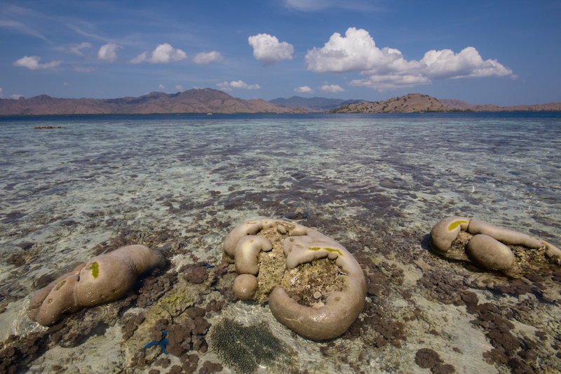 Coral Komodo