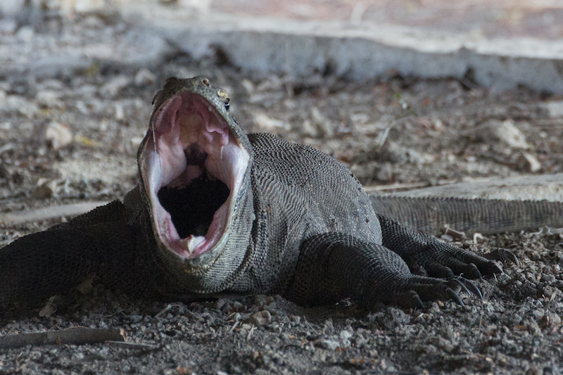 Komodo dragon attack