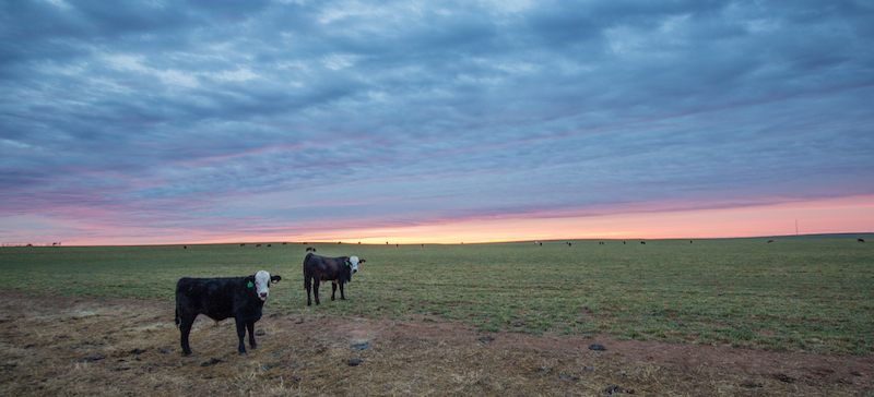 Cows in western Oklahoma
