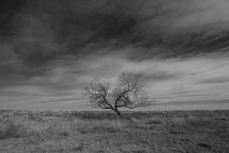 Lone tree near Quinlin