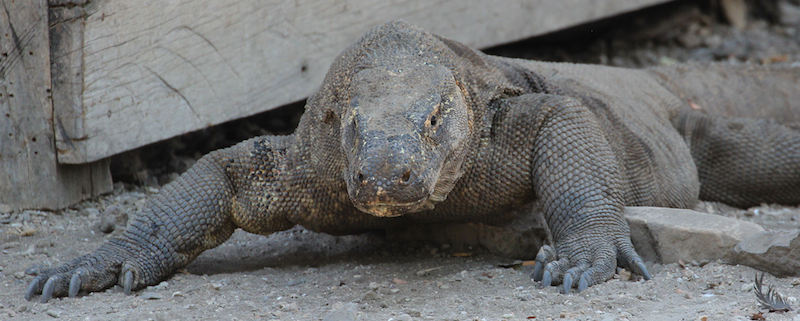 Komodo Dragon