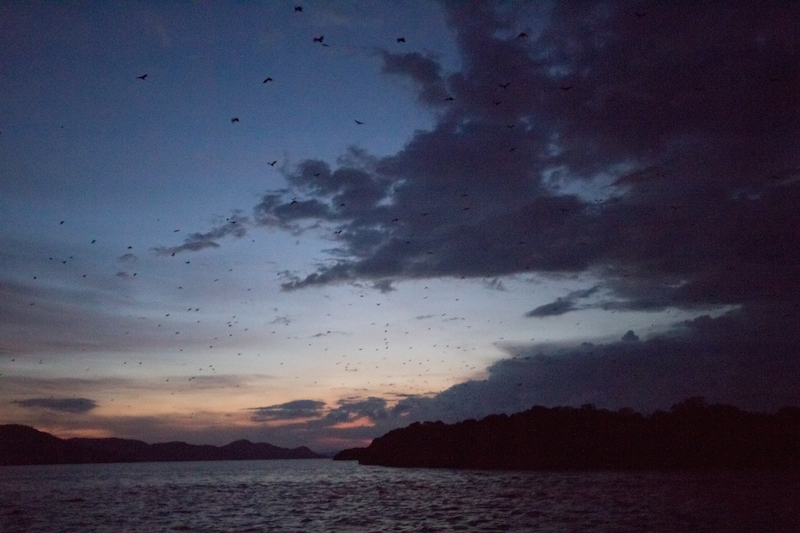 Rinca island bats