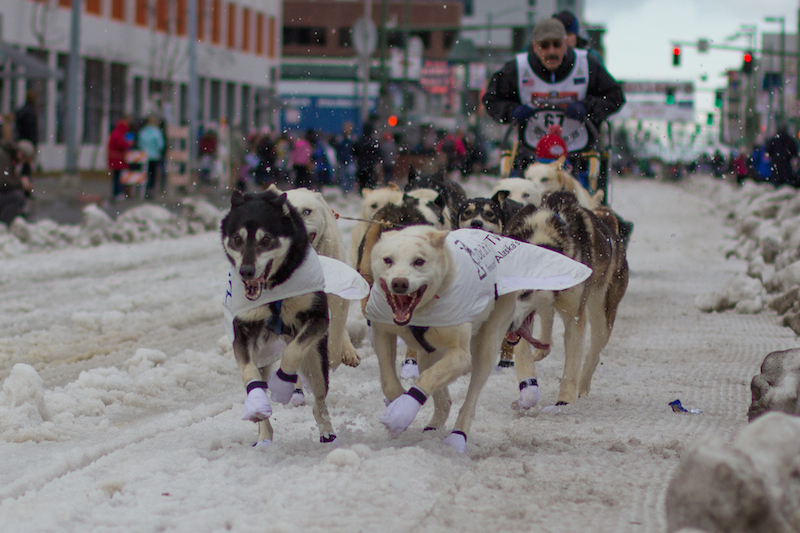 Iditarod sled dogs.