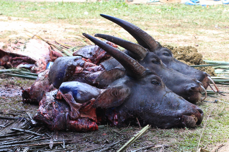 buffalo heads toraja