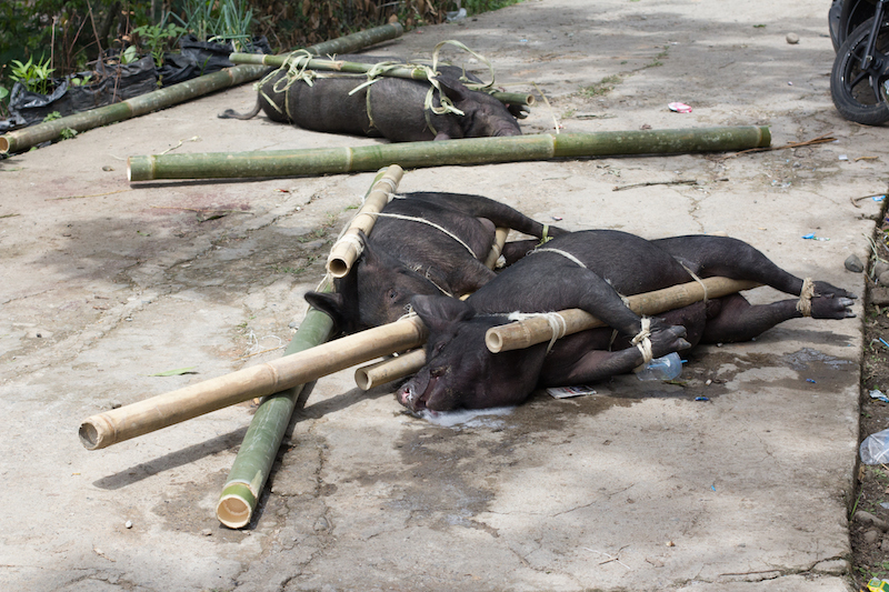 Toraja pigs