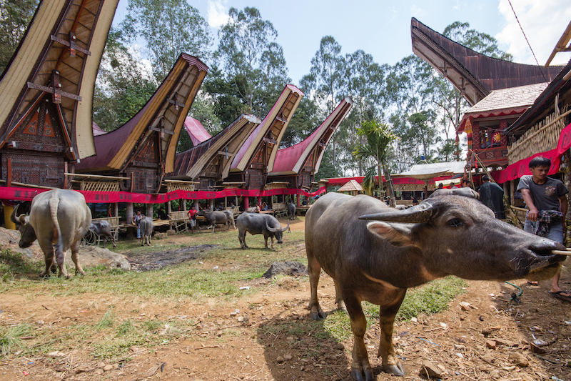 Buffalo Toraja