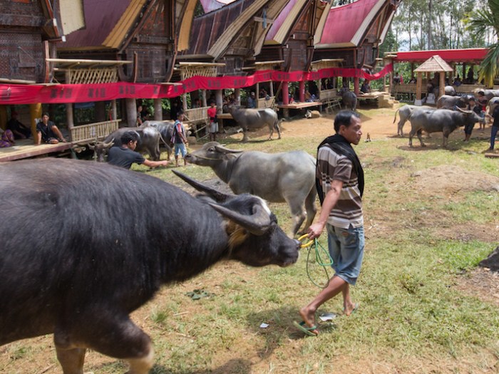 Tana Toraja Funeral
