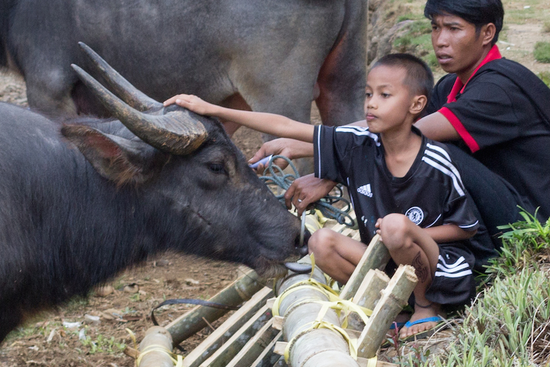 Toraja funeral buffalo