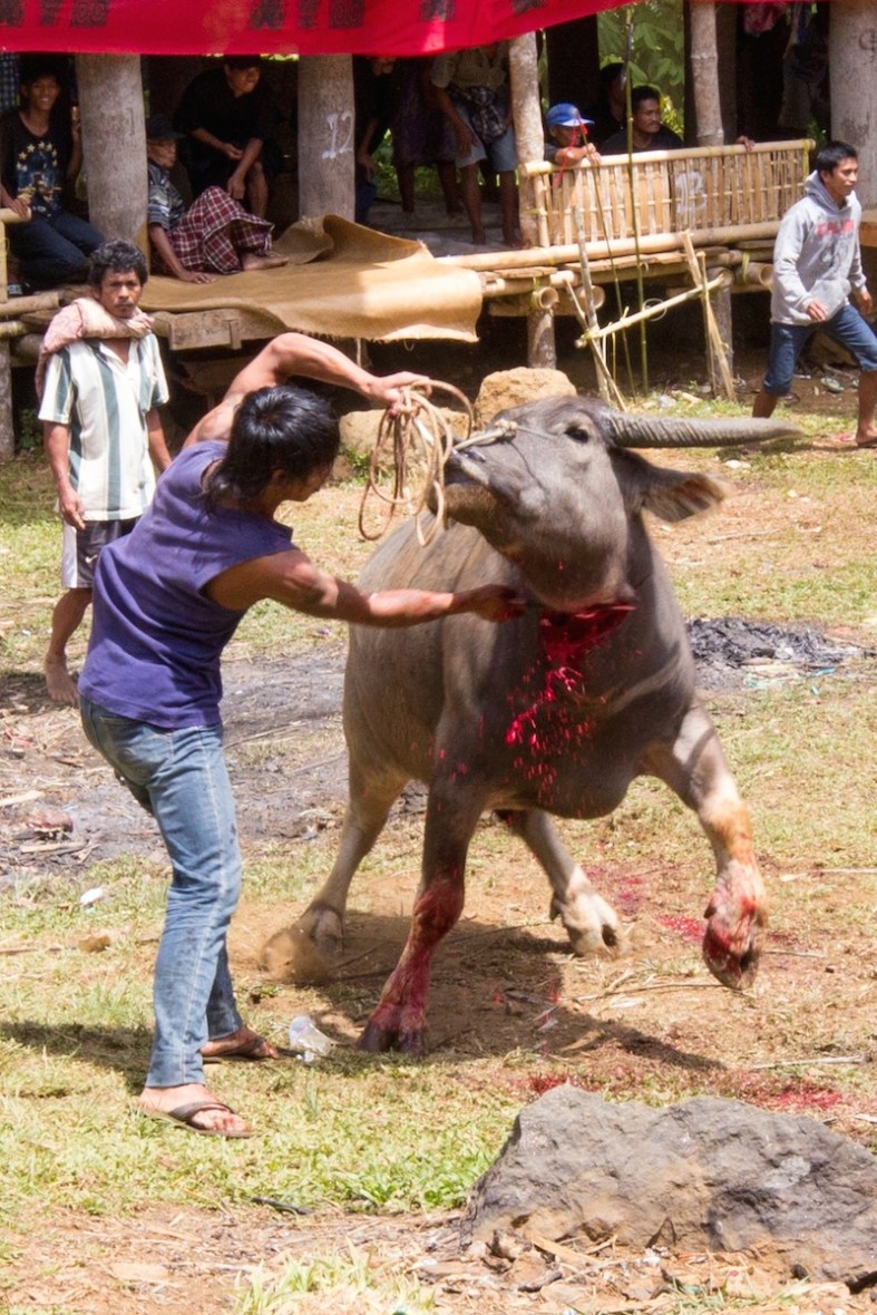 Tana Toraja sacrifice photo