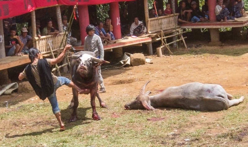 Toraja throat slit