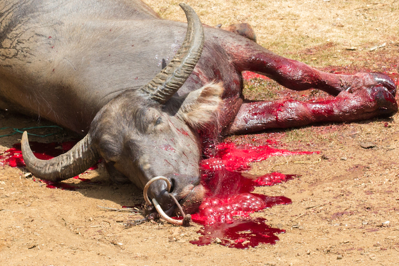 Tana Toraja Animal Sacrifice