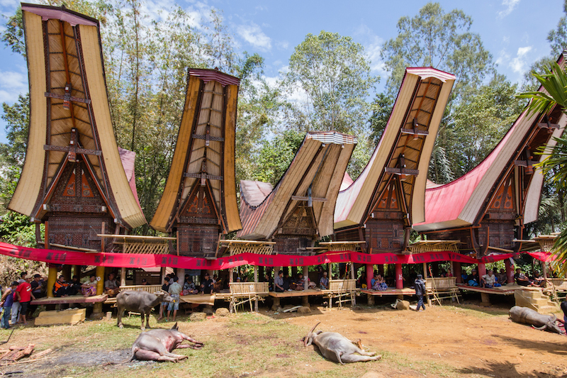 Tana toraja buffalo slaughter