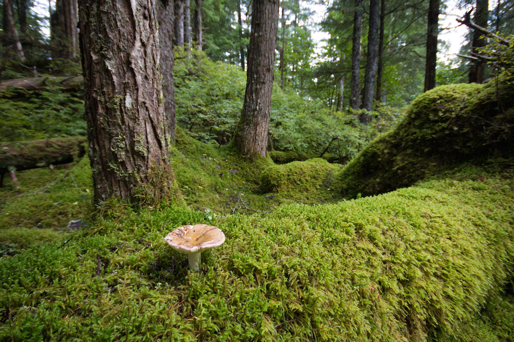 mushrooms and moss