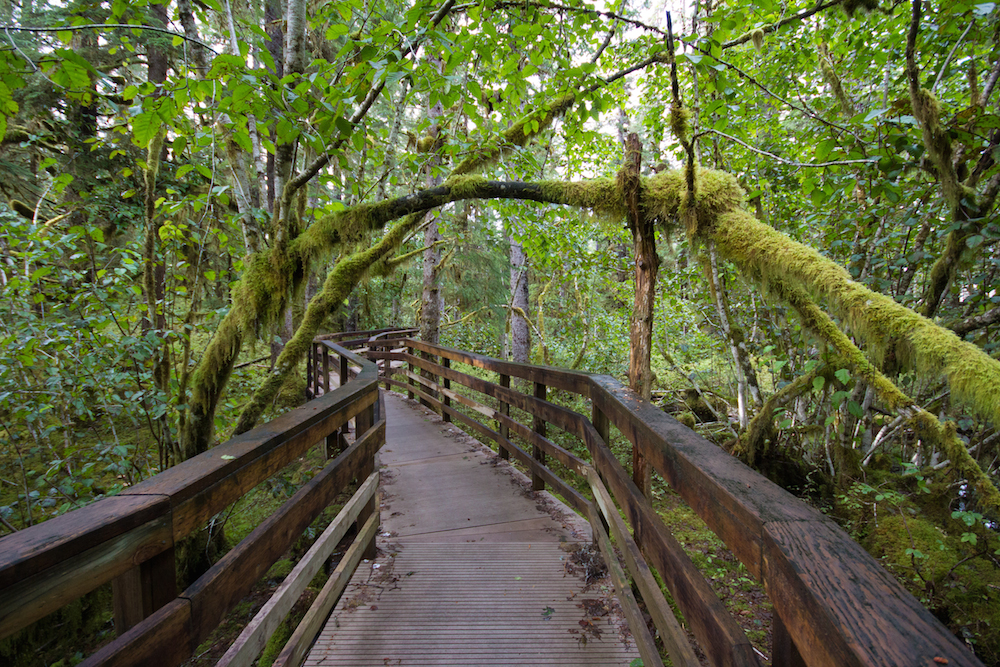 The forest loop trail.