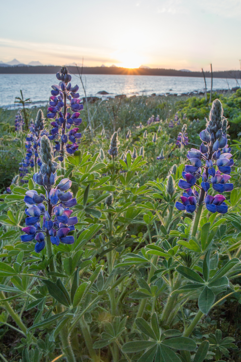 Lupine on the beach