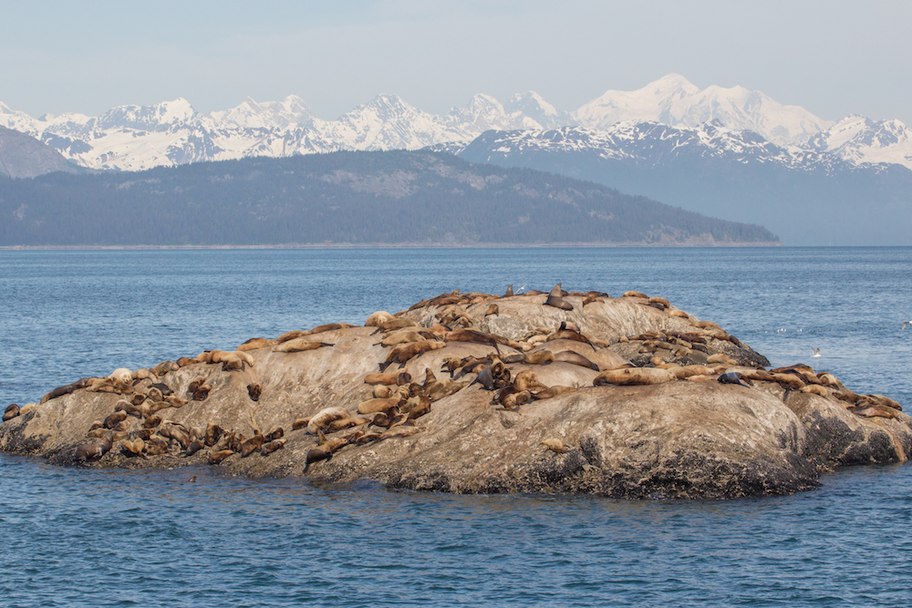 Marble Islands Glacier Bay
