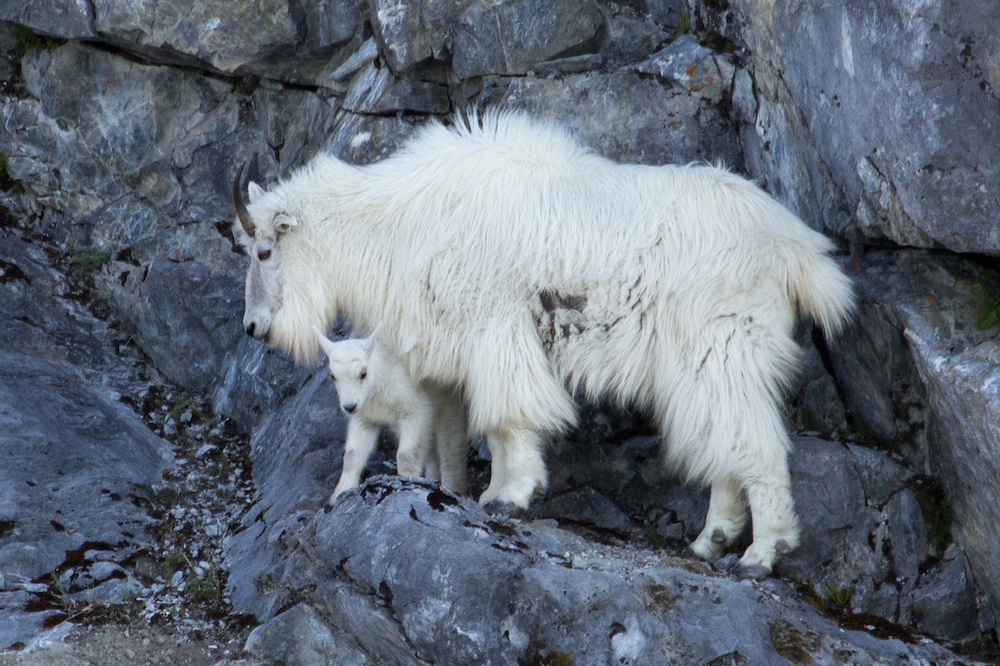Mountain goats glacier Bay
