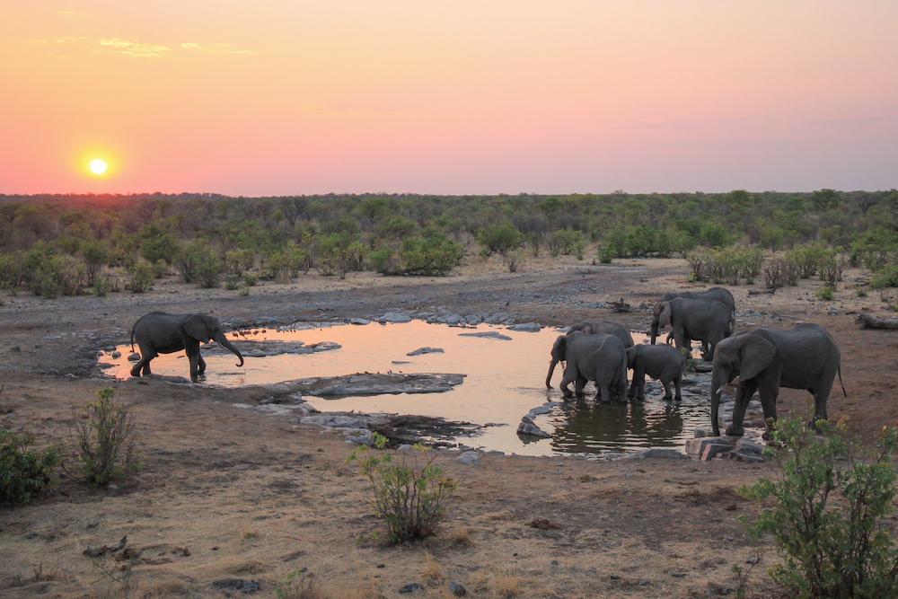 Etosha National Park, Namibia