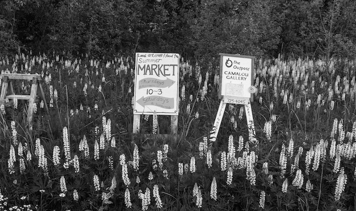Pink Lupine in Black and White