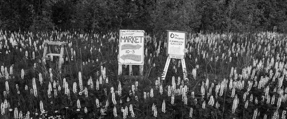 Pink Lupine in Black and White