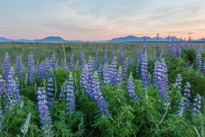 Lupine at sunset.