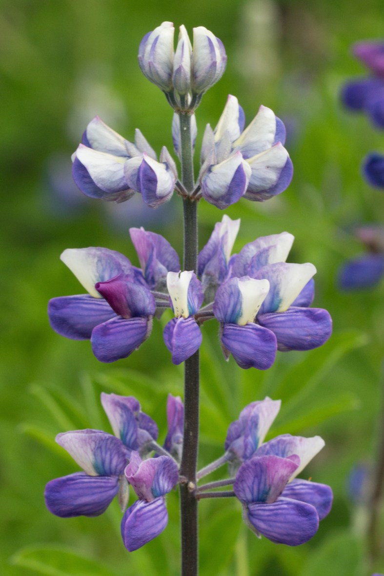 Purple lupine.