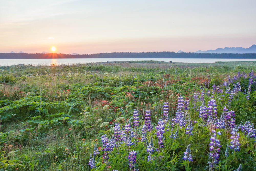 Glacier Bay Sunset with flowers