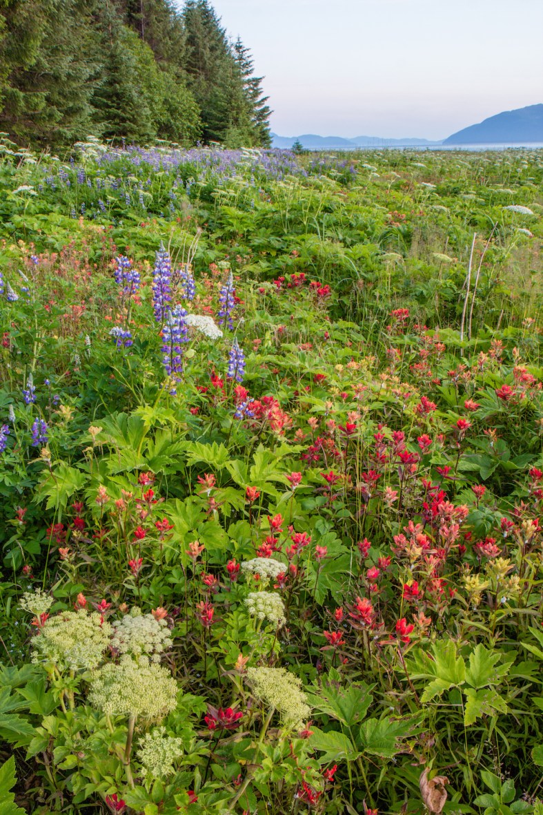 Field of wildflowers near Bartlett Cove.
