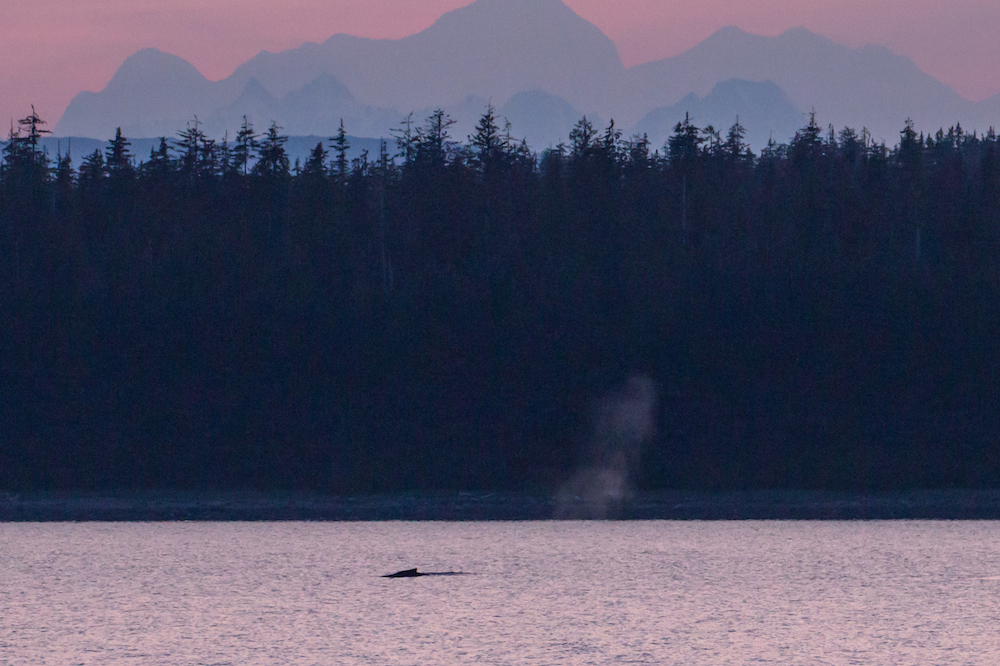 Whale at sunset