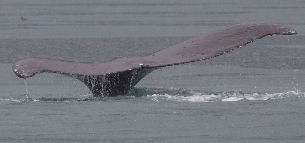 Humpback Whale Tail