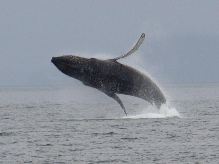 Whale Breaching
