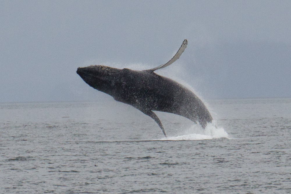 Whale Breaching