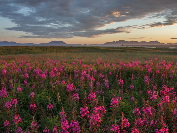 Sunset with fireweed.
