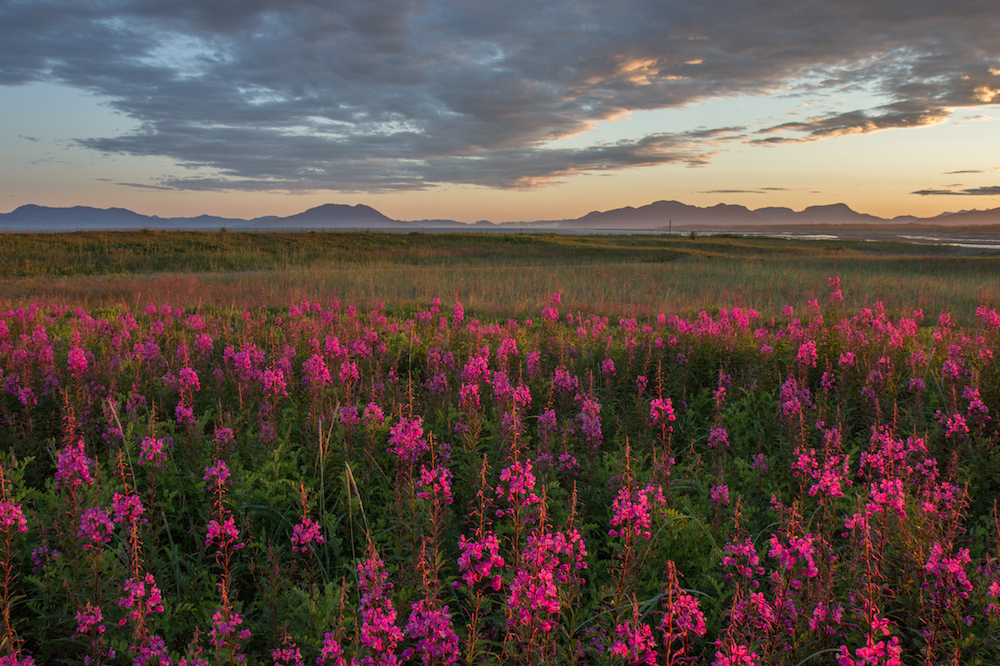 Sunset with fireweed.